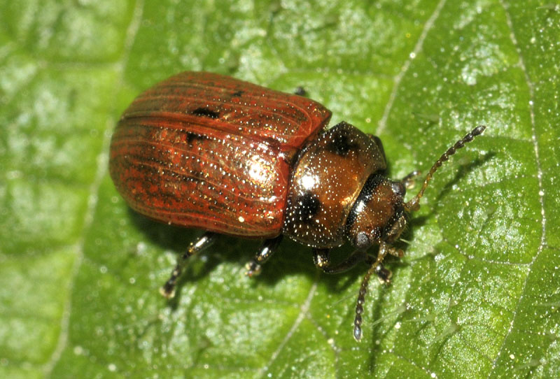 Chrysomelidae: Gonioctena quinquepunctata
